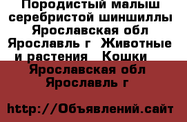 Породистый малыш серебристой шиншиллы - Ярославская обл., Ярославль г. Животные и растения » Кошки   . Ярославская обл.,Ярославль г.